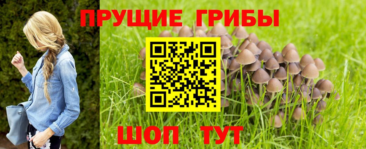 Зима  Псилоцибиновые грибы Psilocybe  Вход с VPN 